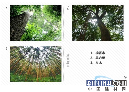 如何辨别香杉木板的好坏,香杉木免漆板怎么区别好坏