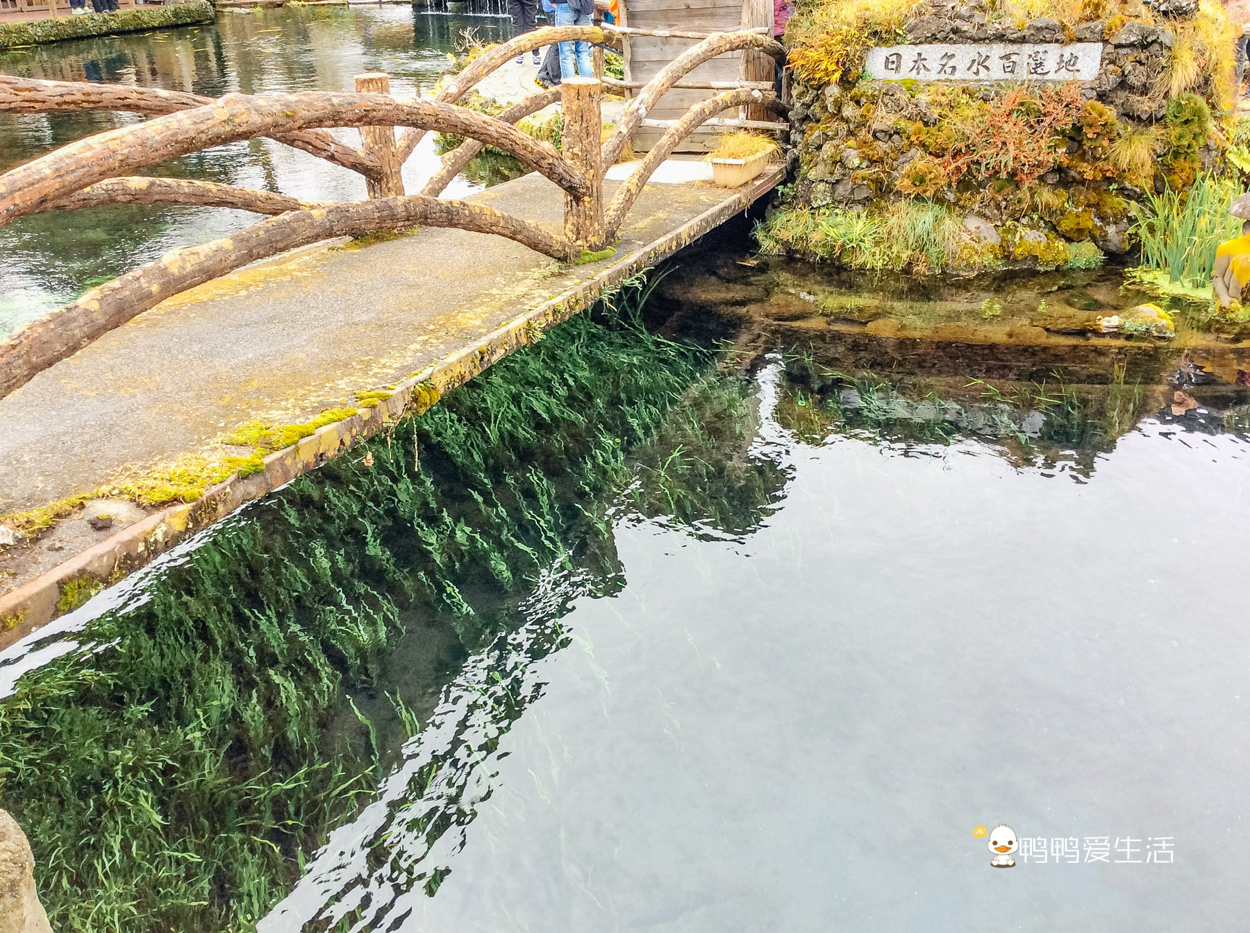 日本“小九寨”藏在富士山下，5月起繁花盛开，还能把泉水带回家