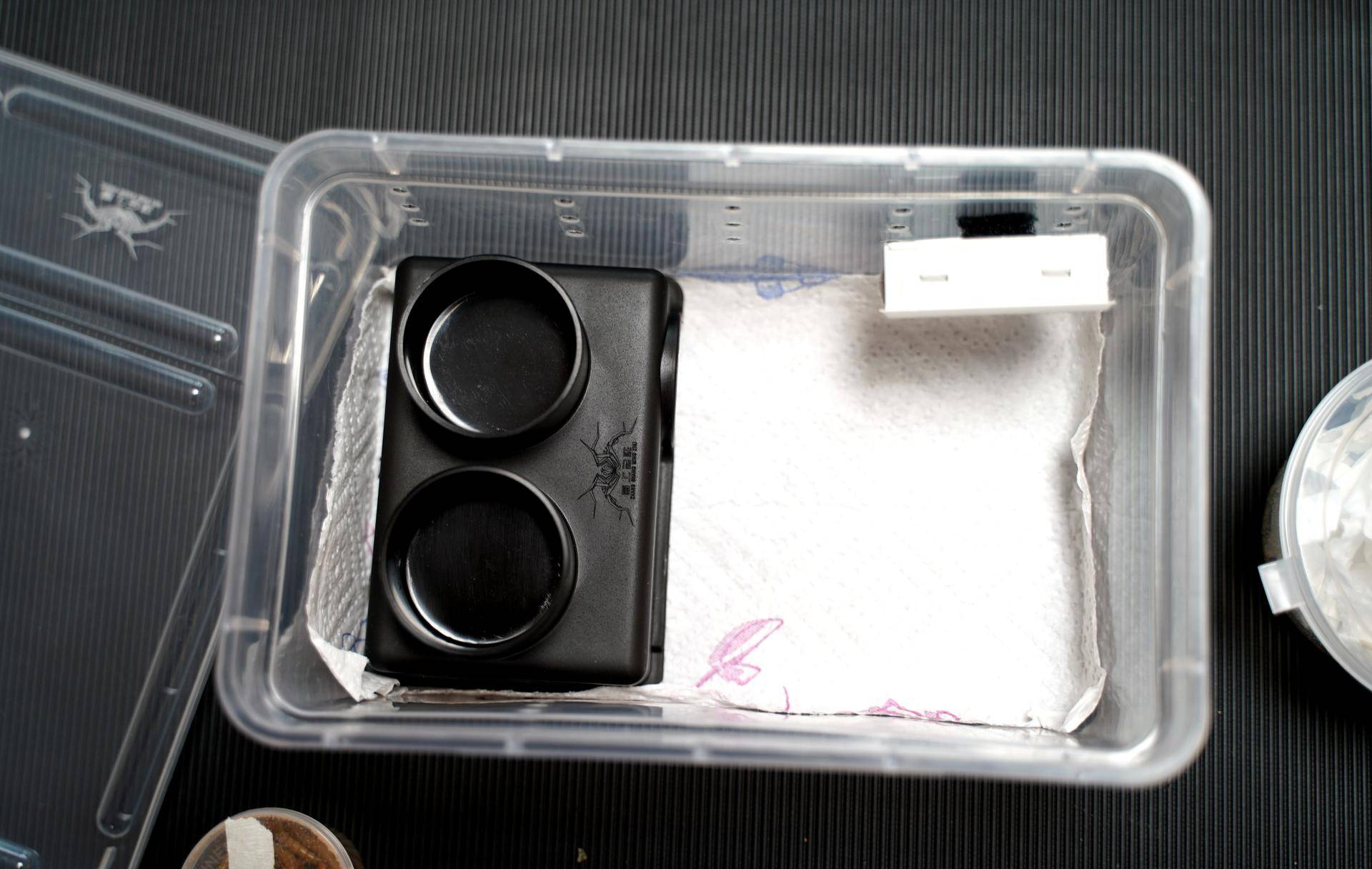 饲养可爱又呆萌傻傻的豹纹守宫,如何饲养好一只豹纹守宫