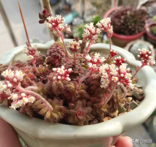 多肉夏天易腐品种,多肉黑霉什么样