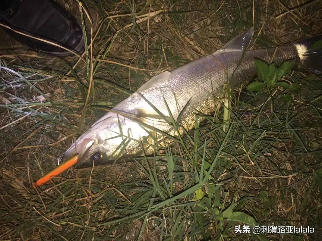路亚鱼口不好应该用大饵还是小饵,路亚钓翘嘴用浮饵好还是沉饵好