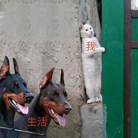 早上好真实会动的动态表情包,当代年轻人的真实现状表情包