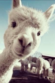 豹王空气滤芯拆解,豹王空气滤芯有什么优缺点