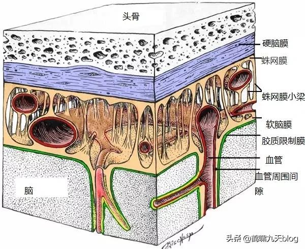 人类大脑如何超越人工智能,人类的出路在于将自身升级为神
