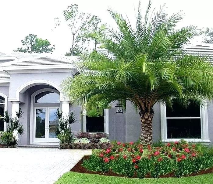 棕榈科植物的景观用途,观赏棕榈植物与景观