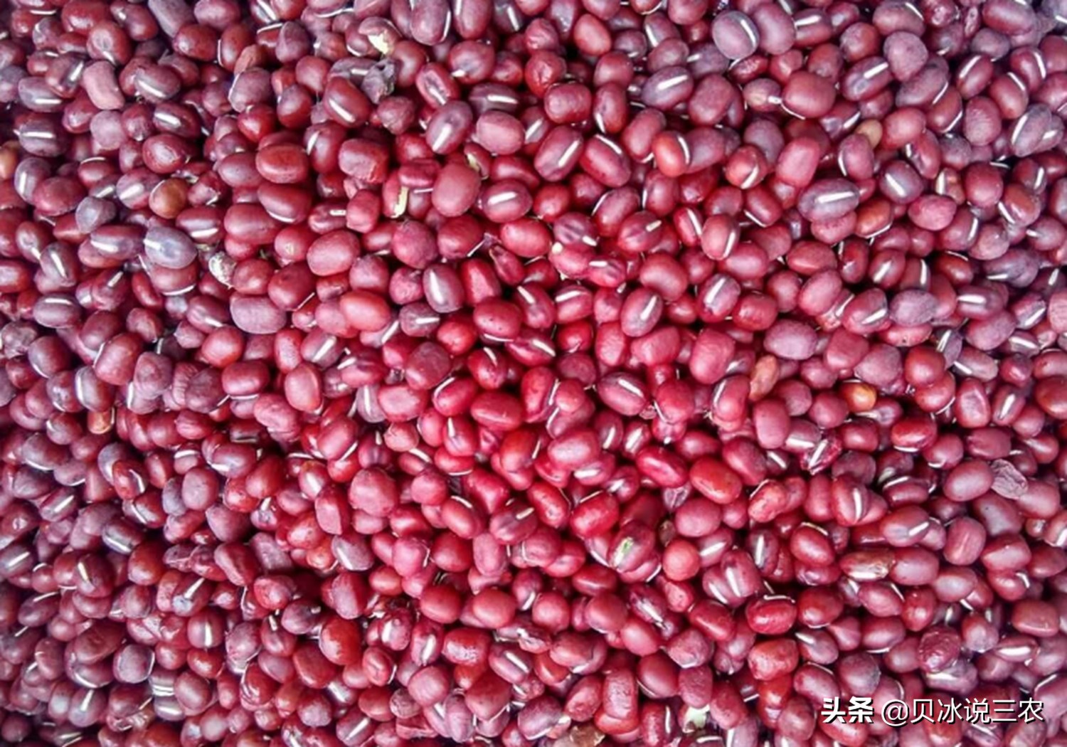 红小豆什么时候种生长期多少天,红小豆种植技术和方法