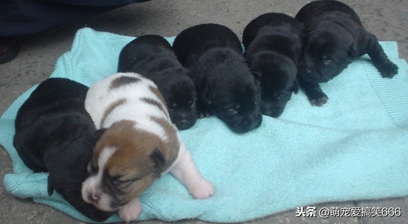 狗狗意外怀孕主人不想要怎么办,狗狗生宝宝主人要怎么护理