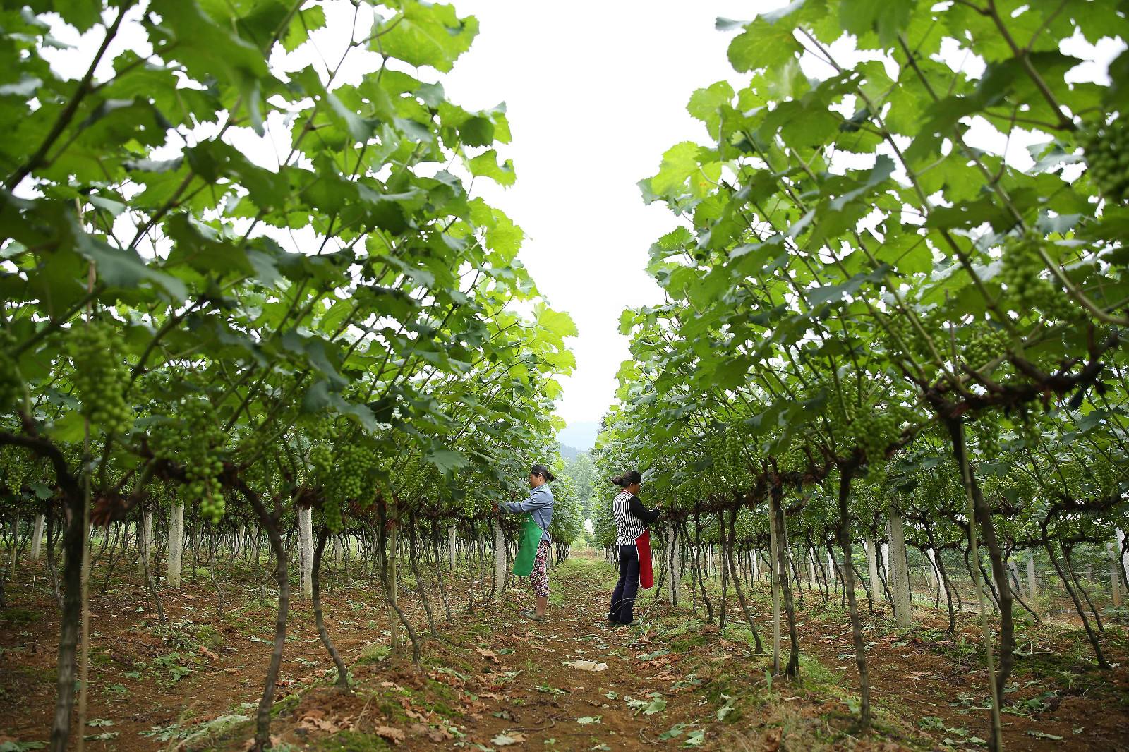 露天葡萄进入幼果期,霜霉病发生严重?转变思路,提早预防很关键