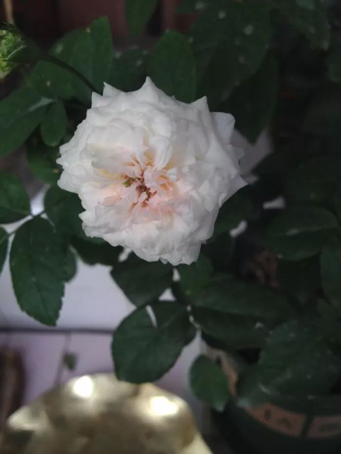 粉妆楼月季直播,粉妆楼月季在广东的表现