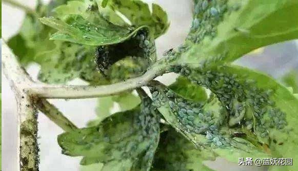 月季花苞期蚜虫不处理会怎么样,月季花苞上有蚜虫喷什么药