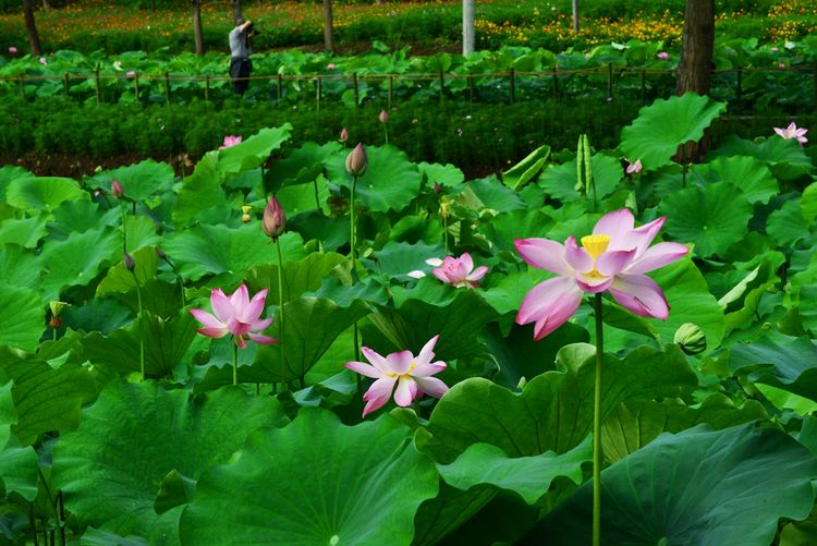 涔愯嚦鑽疯姳鎽勫奖浣滃搧娆ｈ祻,涔愯嚦鍗拌薄鎽勫奖