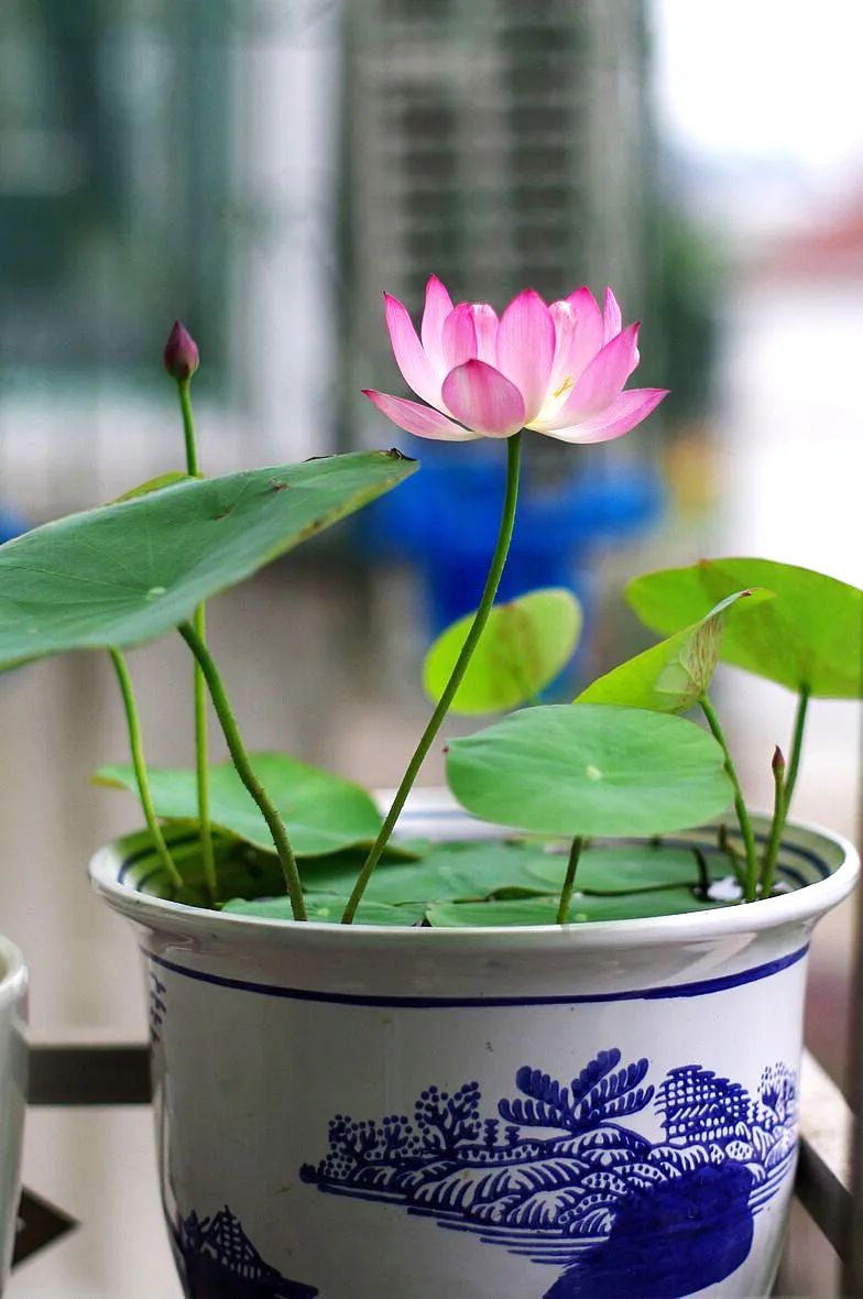 睡莲的生长过程资料,睡莲的生长变化过程