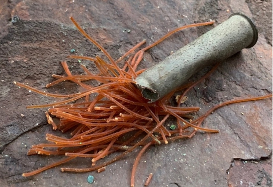 女王的面条,英国科玳发射药为啥长这么怪?
