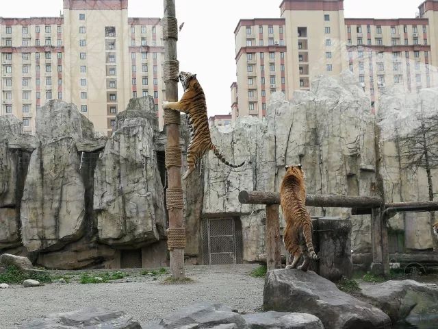 在上海迪士尼怎么玩比较快呢,在上海迪士尼玩一整天