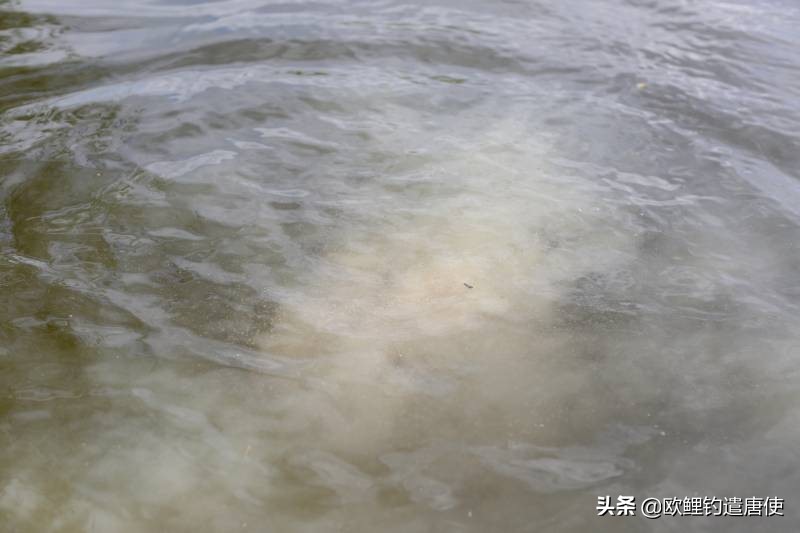 钓鱼拉饵多长时间调漂,钓鱼拉饵调漂的正确方法