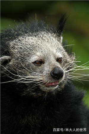 熊狸特征,熊狸厉害吗