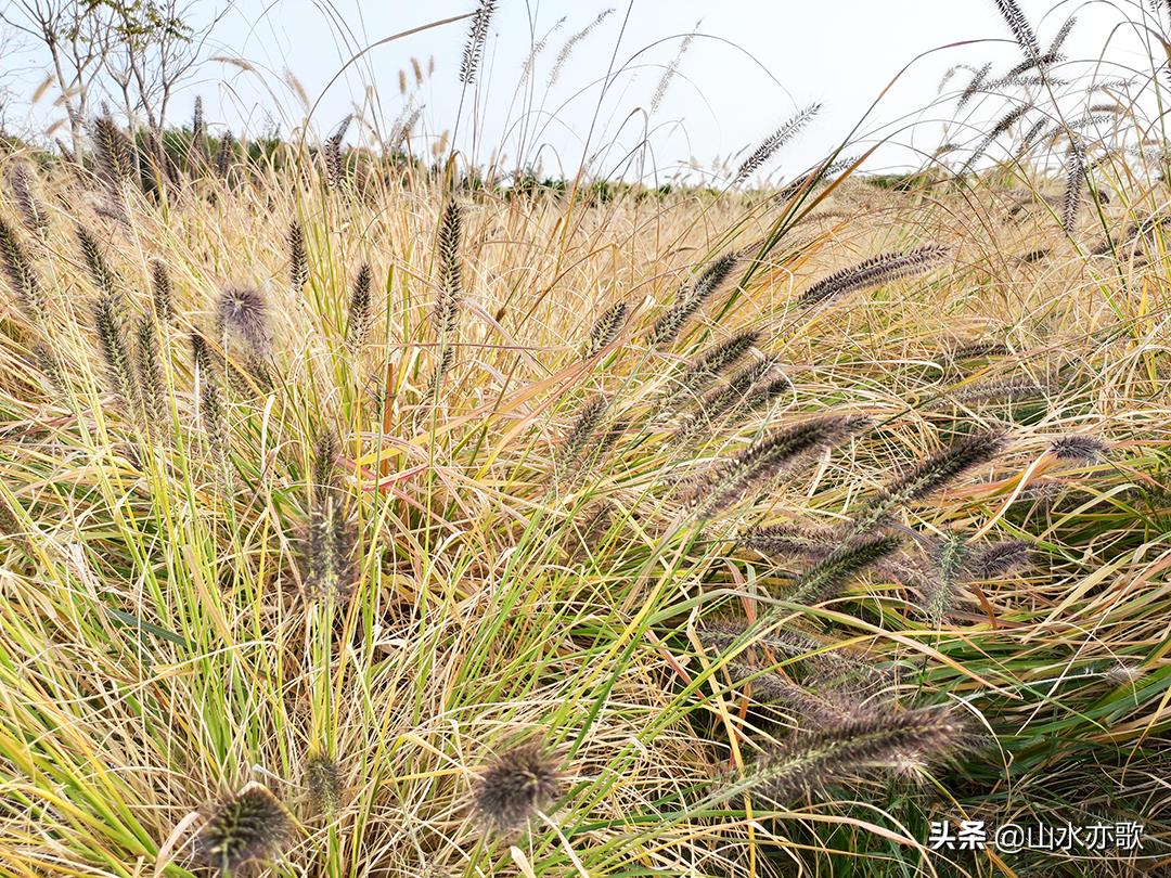 石家庄滹沱河生态区风景如画,石家庄市滹沱河美景