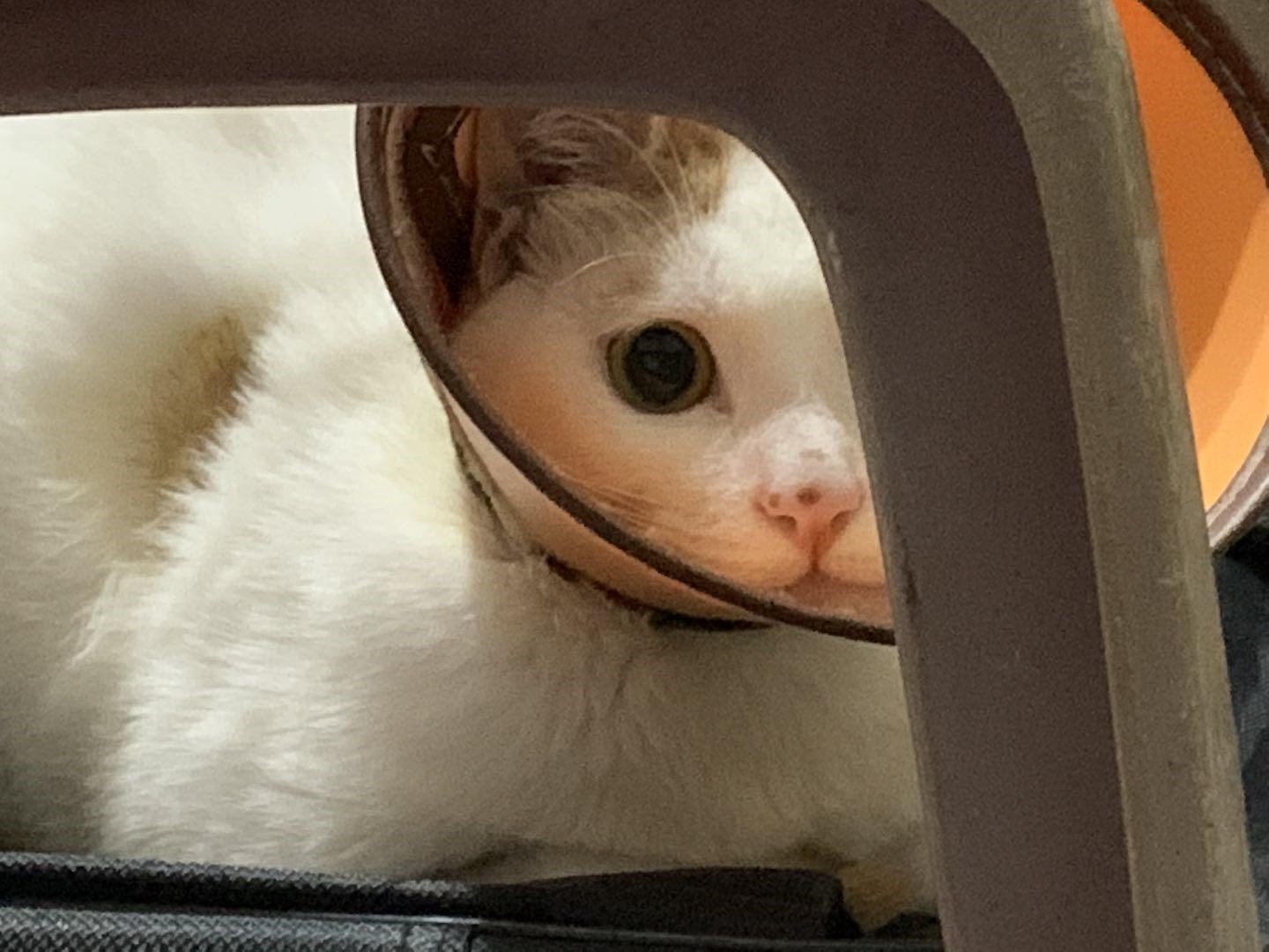 猫传腹441打几天腹水开始吸收,因猫传腹死掉的猫咪房间怎么消毒