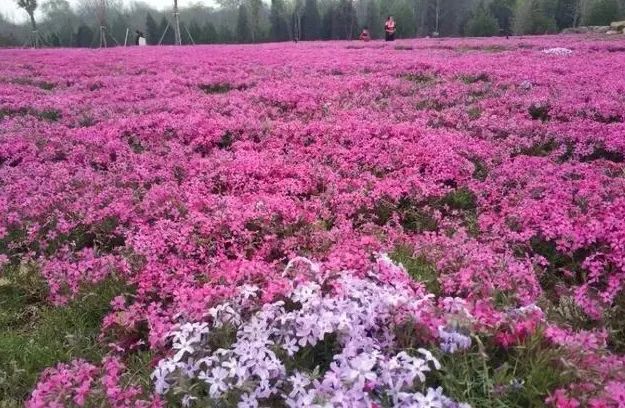 去看万紫千红的花海,五一近郊赏花去看缤纷七彩花田