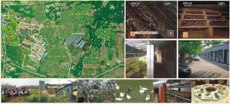 白玉蜗牛养殖前景和销路,白玉蜗牛多久能产子