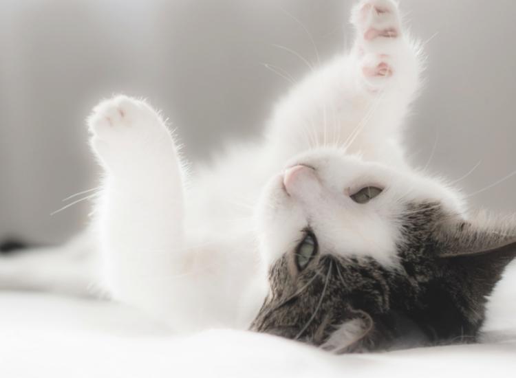 为什么母猫交配过程中撕心裂肺,而狗狗却静悄悄,本篇文章告诉你