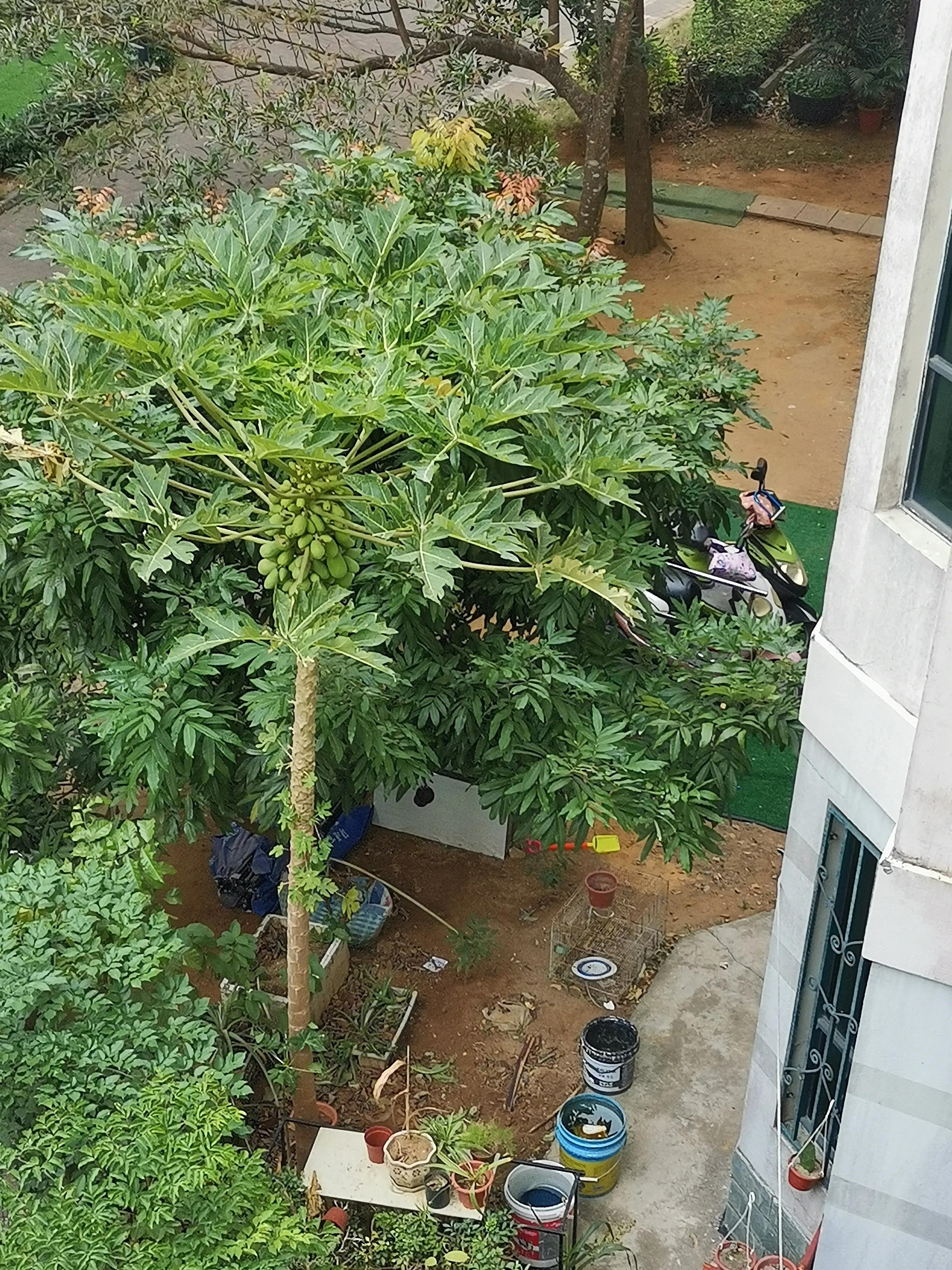 没有成熟的木瓜有几种吃法,北方木瓜与南方木瓜有哪些区别