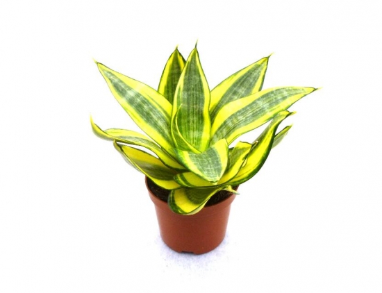 家养植物常见病虫害及防治方式,室内植物常见病虫害有哪些