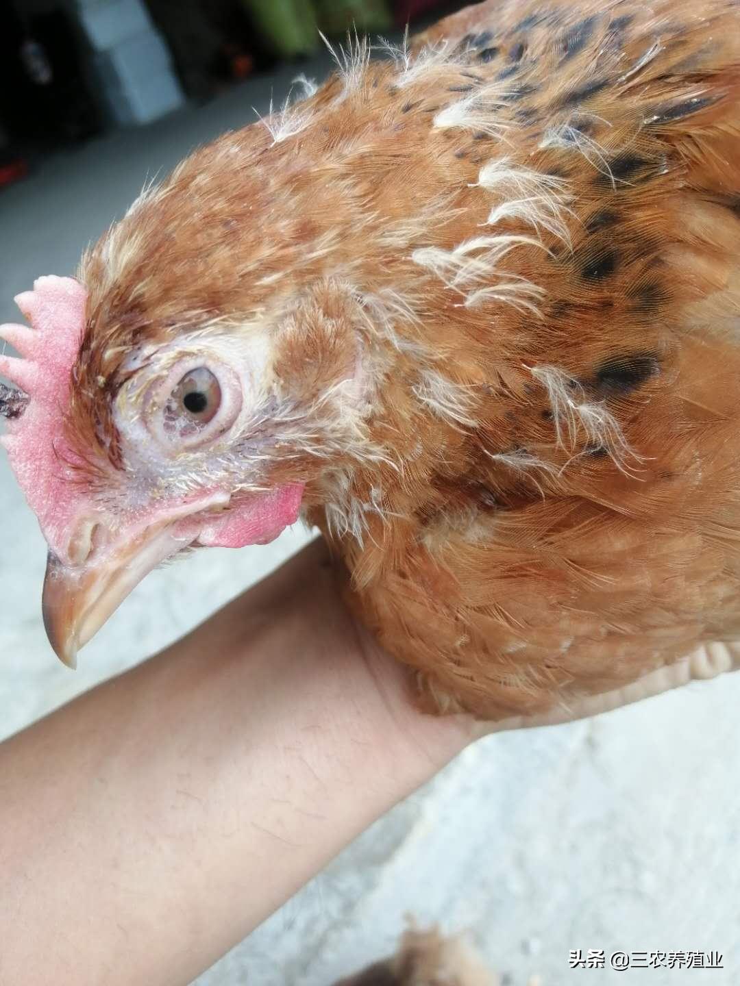 鸡眼睛水肿睁不开会死吗,鸡眼睛睁不开口里有粘液怎么治疗