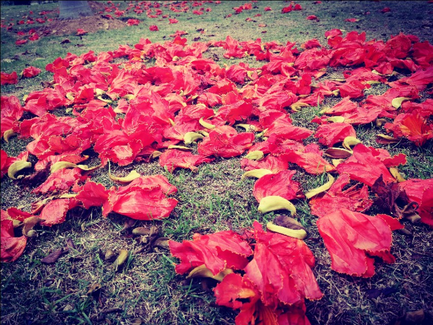 厦门园博苑带娃游玩攻略,厦门遛娃公园