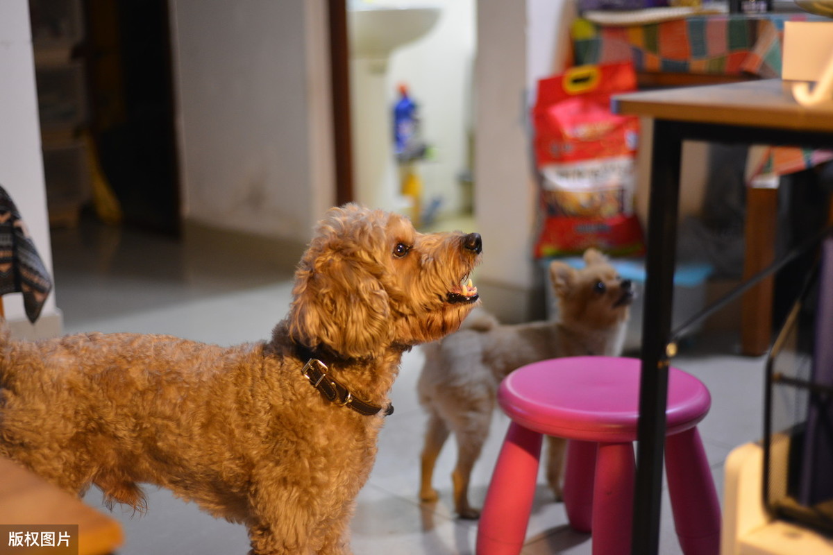 泰迪总爱“舔”你？也许它想告诉你这些事