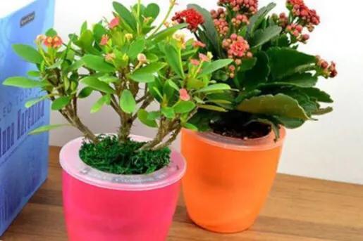 家养虎刺梅,如何养护才好?正确方法在这里。