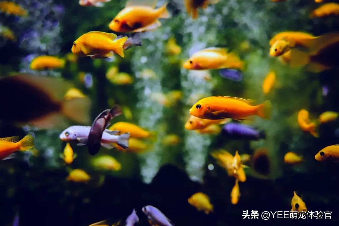 被迫断电的鱼缸里，能不能继续养鱼