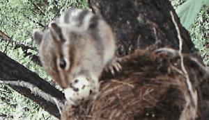 科学家如何观察植物,鸟类的研究方法