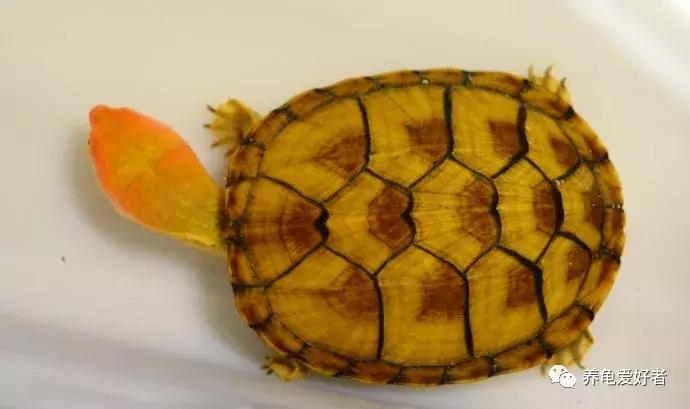 如果你不懂龟，看完之后会想要一只吗？