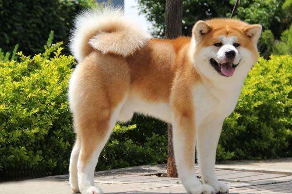 长毛长耳朵宠物狗是什么品种,有点像金毛的小型宠物狗品种