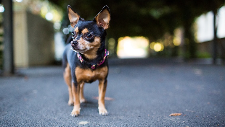 狗狗寿命最长是几年,寿命最长的狗狗品种排名