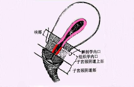 子宫的故事（三）——生命的摇篮（子宫结构）