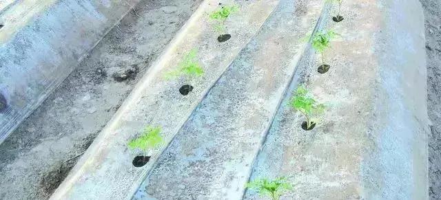 物联网水肥一体化以色列,菜吧家庭农场运营