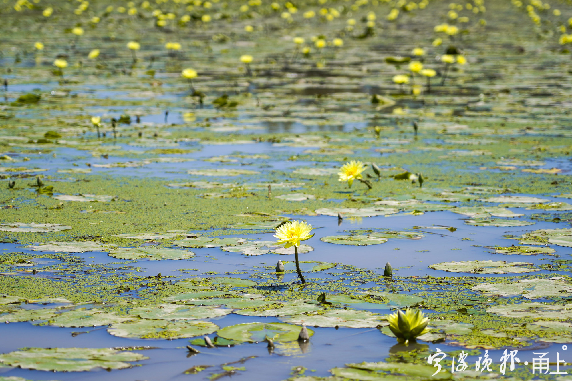 宁波北仑区哪里有薰衣草花海景区,宁波北仑梅山花海