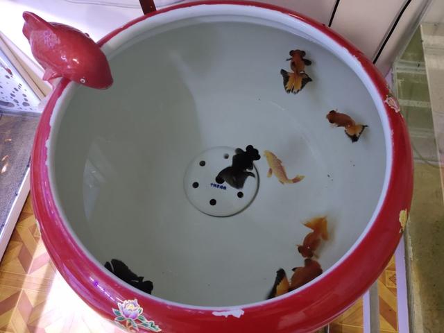 普通冷水观赏鱼的养殖方法,养冷水观赏鱼的技巧和方法