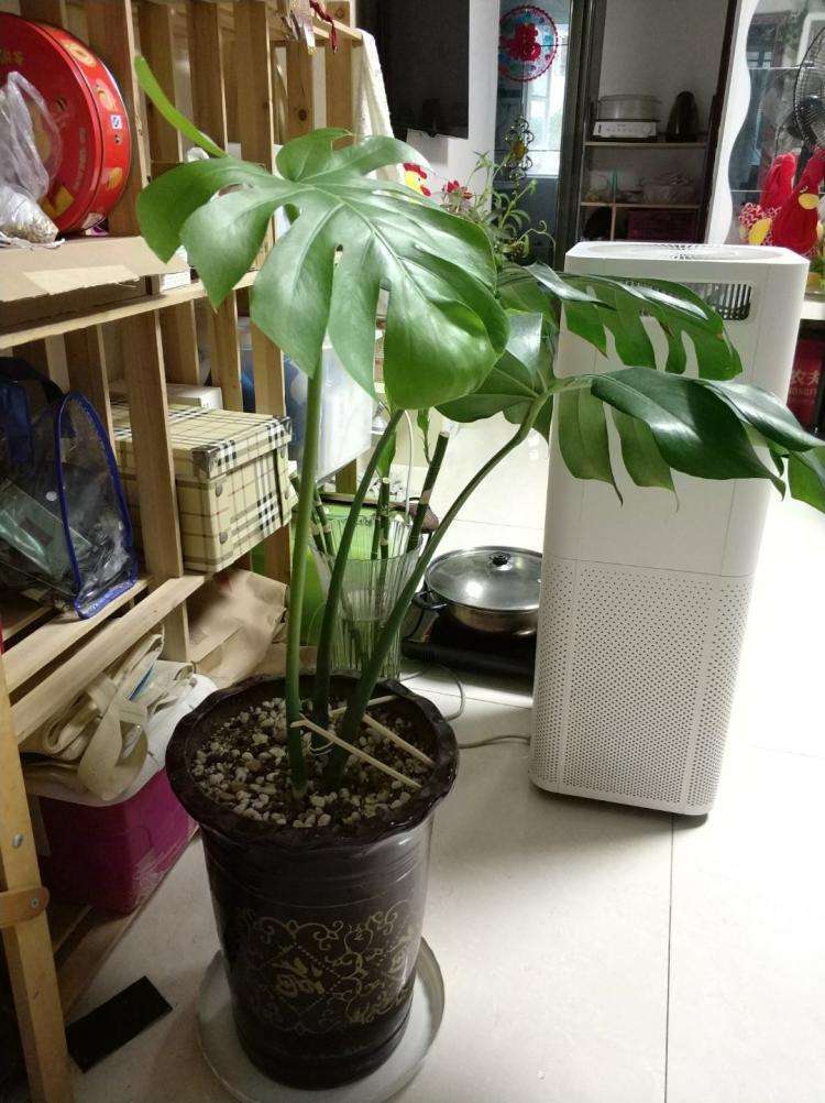 龟背竹叶子发黄和斑点,龟背竹叶子发黑不长咋回事