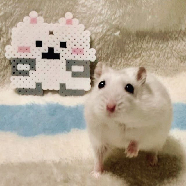 仓鼠吃饭都不忘减肥,为重获主人宠爱,鼠鼠心里苦但不说