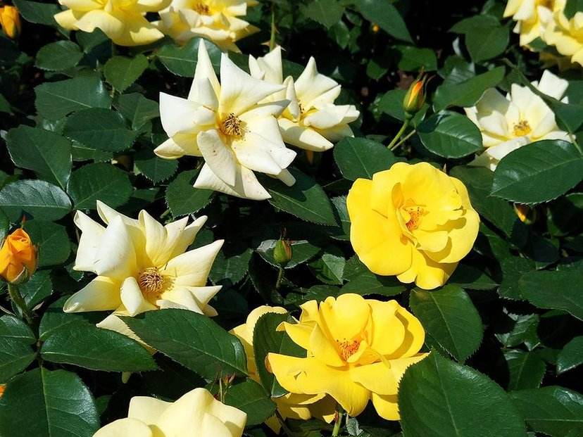 閮芥湁鍝簺鑺卞効鏄湁棣欏懗鍎跨殑,閭ｄ簺鑺卞効鑺姵