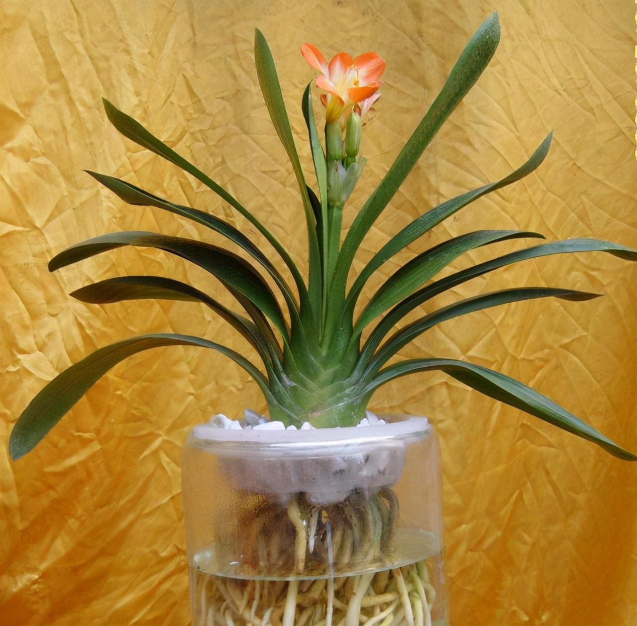 好养的花适合一年四季养室内水培,卧室养花怎么养好看又好养