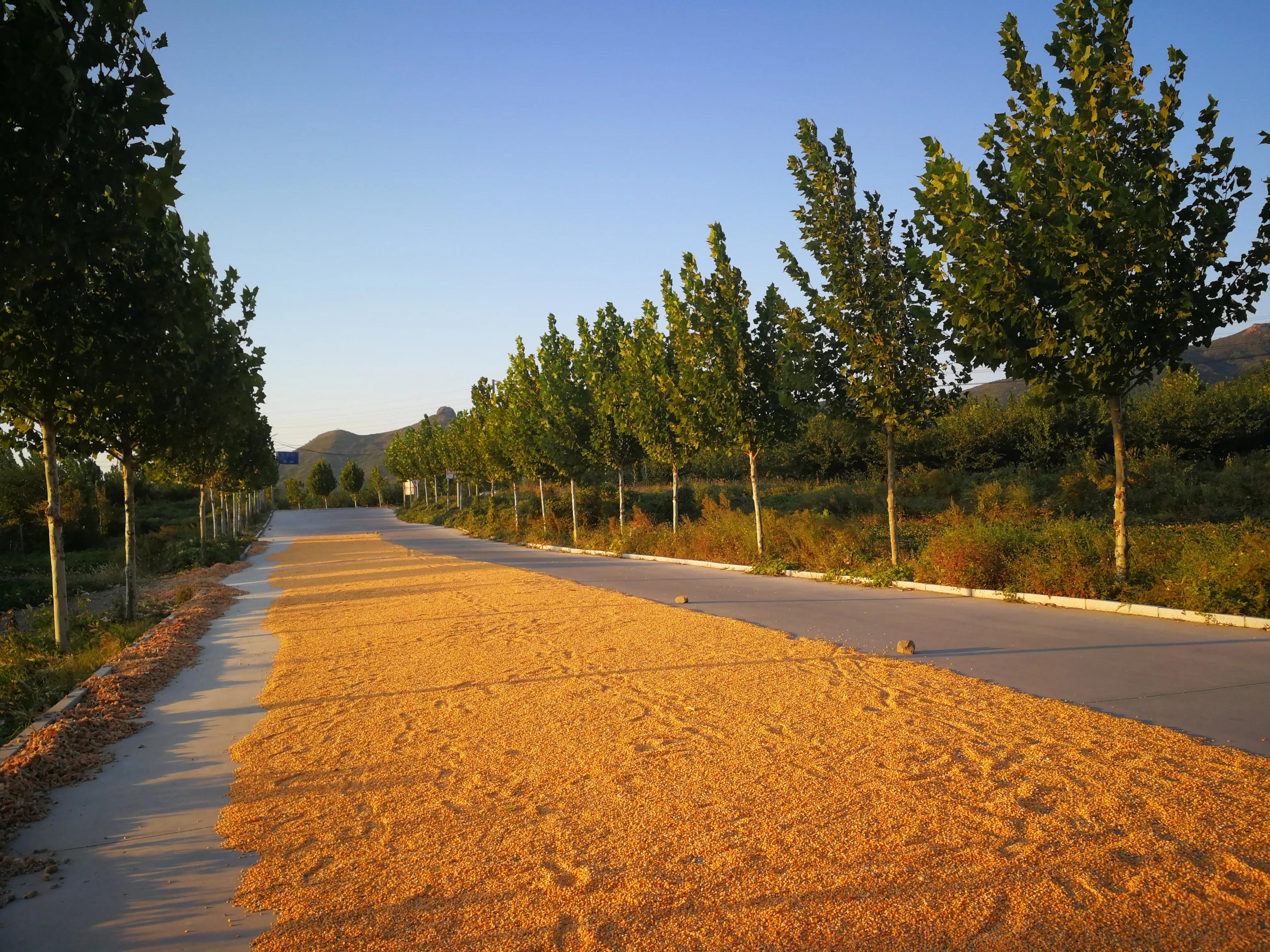 农民散文家,乡土散文那份乡愁