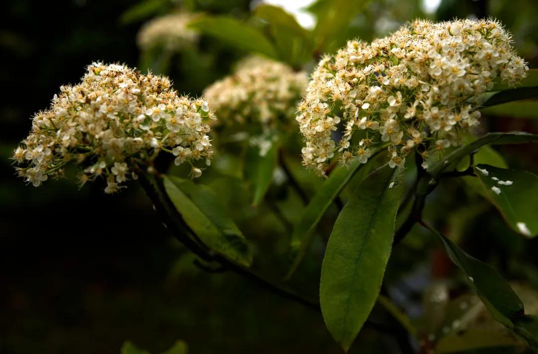 石楠花是怎样的,石楠花的魅力
