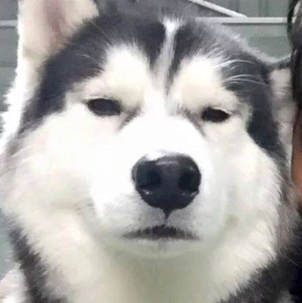 孩子对狗毛过敏还能继续养狗吗,狗毛过敏适合养什么狗