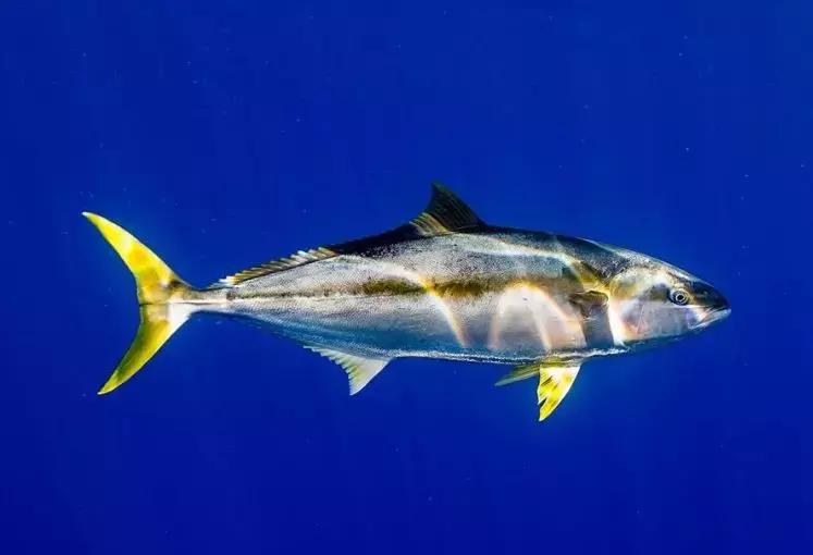 金枪鱼一生都在游泳,金枪鱼一生都要游动吗