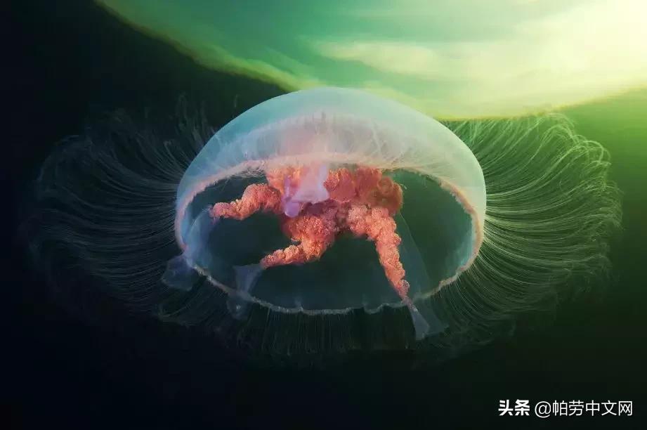 甯曞姵姘存瘝婀栫殑姘存瘝鍙互鎽稿悧,甯曞姵姘存瘝杩樿兘鎶撳悧