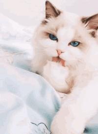 我就是馋猫的身子，没别的！